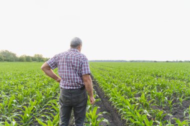 İyi yetiştirilmiş bir alanda gelişen mısır bitkilerini inceleyen bir tarım uzmanının arka görünüşü tarımsal büyümeye olan bağlılığını gözler önüne seriyor.