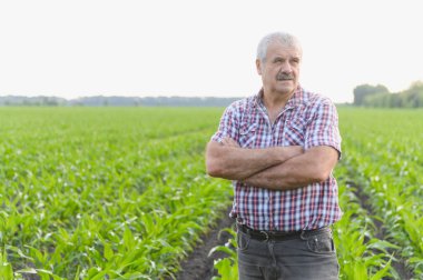 Sağlıklı mısır tarlasını, kollarını kavuşturup, deneyimini ve tarım uzmanlığını gururla inceleyen kendinden emin kıdemli çiftçi.