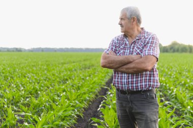 Kıdemli çiftçi gururla mısır tarlasında duruyor kollarını kavuşturmuş, ekinlerinin sağlıklı büyümesini denetliyor.