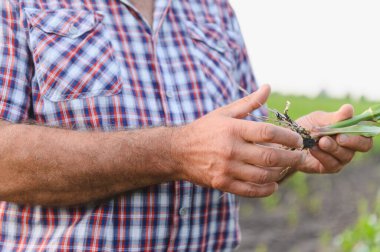 Çiftçinin tarlada mısır filizi köklerini tutması ve denetlemesi, sağlıklı büyüme için kalite kontrolü yapması