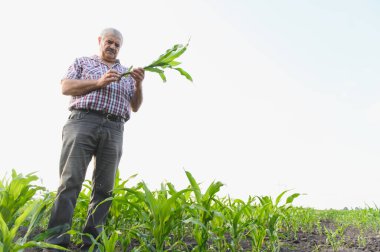 Kıdemli çiftçi, ekili bir tarladaki mısır fabrikasını dikkatlice inceleyerek, sağlıklı büyüme ve potansiyel zorlukları değerlendirerek,