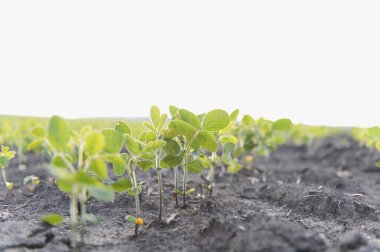 Bereketli topraklarda yetişen soya fasulyelerinin kapatılması, tarımsal büyümeyi ve sürdürülebilir tarım uygulamalarını temsil ediyor