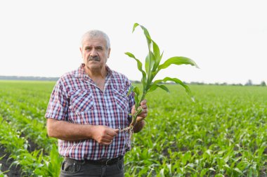Genç bir mısır bitkisini tarlada tutan ve inceleyen kıdemli çiftçi, sürdürülebilir tarım uygulamalarını gösteriyor