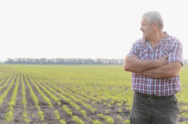 Kıdemli tarımcı kollarını kavuşturmuş sıcak gün batımı ışığında yemyeşil bir soya tarlasını inceliyor.