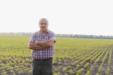 Soya tarlasında çapraz kollarıyla gururla duran kıdemli çiftçi, güven ve memnuniyeti ifade ediyor.