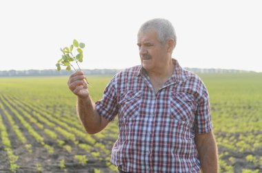 Kıdemli tarım uzmanları tarlada soya bitkilerini tutuyor ve denetliyor, sağlıklı büyümeyi sağlıyorlar ve ürün verimini en üst düzeye çıkarıyorlar.