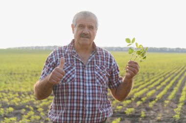 Kıdemli tarım uzmanı, ekinlerinin sağlıklı yetiştirilmesinden memnun bir şekilde soya fasulyesini tarlada tutarken başparmağını kaldırıyor.
