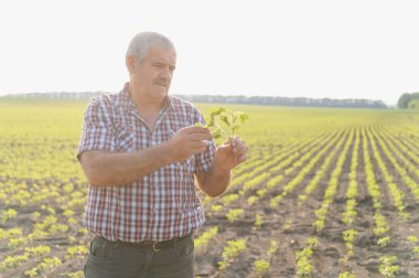 Kıdemli tarımcı tarlada soya fasulyelerini tutuyor ve inceliyor, sağlıklı ürün büyümesini sağlıyor.