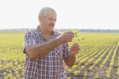 Kıdemli tarım uzmanları tarlada soya bitkilerini tutuyor ve denetliyor, sağlıklı büyüme ve ürün kalitesinin değerlendirilmesini sağlıyor.