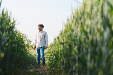 Agronomist bir buğday tarlasında yürür ve büyümeyi denetler, sağlıklı ve verimli bir hasat sağlar