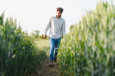 Genç tarımcı tarladaki buğday bitkilerini kontrol ederek sağlıklı bir büyüme ve başarılı bir hasat planlaması sağlıyor.