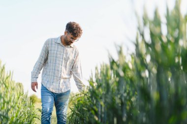 Agronomist yürüyor ve buğday tarlası büyümesini denetliyor, ekili tarlalarda yeşil kulaklara dokunuyor.