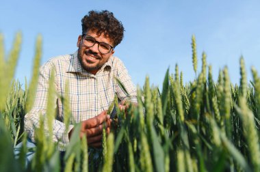 Agronomist tarladaki buğday bitkilerinin büyümesini kontrol ederek sağlıklı ve verimli bir hasat sağlar.
