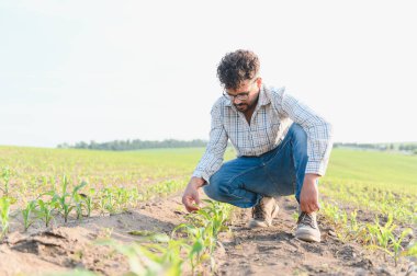 Tarlada çömelmiş tarımcı genç mısır bitkilerinin sıcak güneş ışığı altında büyümelerini ve sağlıklarını yakından inceliyor.