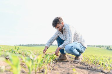 Canlı bir mısır tarlasında çömelmiş, sıcak bir yaz gününde güneşin altındaki mahsulleri inceleyerek sağlıklı bir büyüme sağlıyorlar.