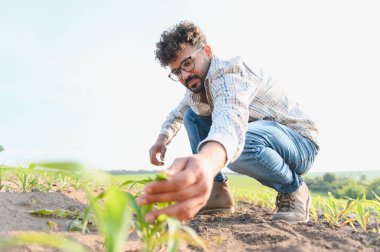 Agronomist çömelmiş, ekili alandaki mısır bitkilerinin büyümesini inceliyor, sağlıklı gelişimi sağlıyor ve verimi en üst düzeye çıkarıyor.