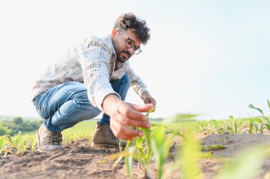 Agronomist mısır tarlasında çömelmiş, bitkilerin büyümesini inceliyor, sağlıklı gelişimi sağlıyor ve verimi en üst düzeye çıkarıyor.