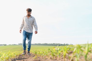 Agronomist güneşli bir mısır tarlasında yürüyor, ekinleri inceliyor ve sıcak bir yaz gününde sağlıklı bir büyüme sağlıyor.