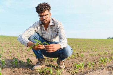 Agronomist bir mısır tarlasında çömeliyor, genç bir mısır filizini dikkatlice inceliyor, sağlıklı ürün büyümesini sağlıyor.