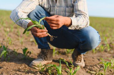 Toprak sağlığını ve büyüme potansiyelini değerlendirirken, genç bir mısırın köklerinin dikkatlice incelendiği ekili bir alanda çömelmiş tarımcı.