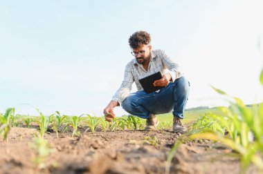 Dijital tablet kullanan tarımcı mısır fabrikalarını teftiş ederken, verimli ürün yönetimi için hassas tarım teknikleri uyguluyor