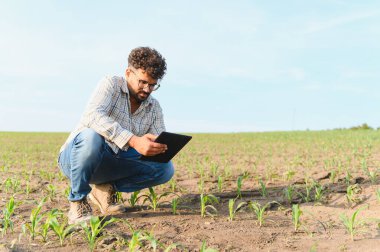 Mısır tarlasında çömelirken dijital tablet kullanan, tohumları inceleyen ve hassas tarım için teknolojiyi kullanan bir tarımcı.