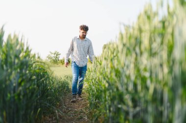 Genç tarımcı tahıl tarlalarını teftiş ediyor, tarlada ekilmiş bitkiler arasında yürüyor.