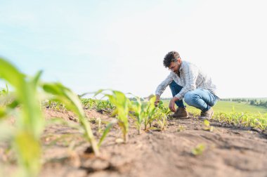 Tarlada çömelmiş tarım yapan genç mısır mahsullerini inceleyen, sağlıklı büyümeyi sağlayan ve verimi en üst düzeye çıkaran tarımcı.