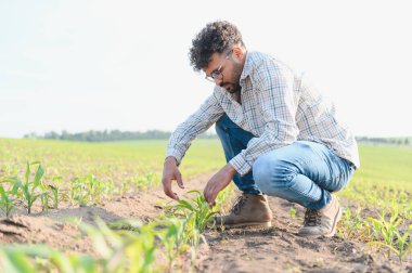 Tarlada çömelmiş tarım yapan genç mısır bitkilerini inceleyen, sağlıklı büyümeyi sağlayan ve mahsul verimini en üst düzeye çıkaran tarımcı.