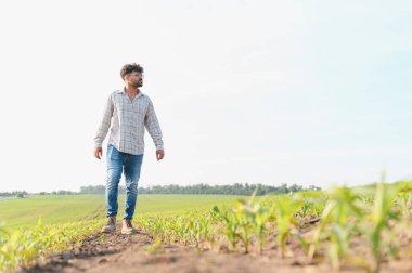Tarım ekili bir mısır tarlasında yürüyen tarımcı, mısır bitkilerinin büyümesini incelerken mahsul sağlığı ve kalitesini gözlüyor.