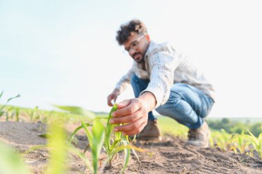 Agronomist çömelmiş, mısır filizlerini tarlada inceliyor, sağlıklı büyüme ve gelişimi sağlıyordu.