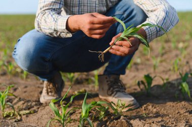 Çiftçi, genç bir mısır filizini dikkatlice inceler, kök gelişimini ve ekili alandaki genel sağlığını kontrol eder.
