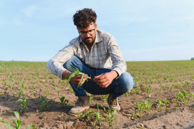 Toprak sağlığı ve büyümesini değerlendirirken, genç bir mısırın kökünü dikkatlice inceleyen, ekili bir alanda çömelmiş bir tarımcı.