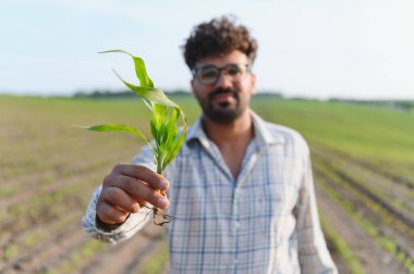 Agronomist ekili alanlardaki büyümeyi denetlerken mısır filizlerini gösteriyor, sağlıklı ürün gelişimini sağlıyor.