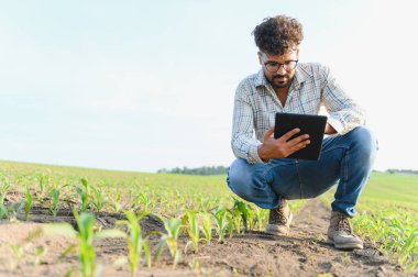 Dijital tablet kullanan tarımcı, ekili alandaki mısır mahsullerini inceleyerek, tarımda modern teknolojiyi uygular.