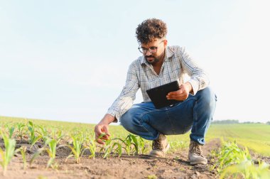 Dijital tablet kullanan ve ekili alandaki mısır fidelerini inceleyen tarımcı, modern tarım teknolojileri uyguluyor.