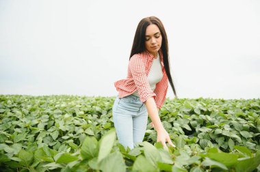 Genç kadın çiftçi, büyük ekili bir tarlada soya fasulyelerinin büyümesini kontrol ederek sağlıklı ve verimli bir hasat sağlıyor.