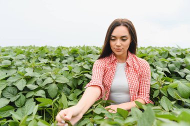 Genç kadın çiftçi, ekili bir tarlada soya fasulyesi yetiştirerek sağlıklı ve verimli bir hasat sağlıyor.