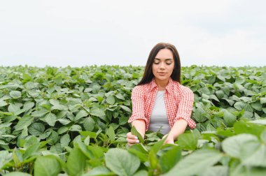 Canlı bir soya tarlasında, bitkilerle dikkatlice ilgilenen sürdürülebilir tarım ve tarım uygulamalarına kendini adamış bir kadın.