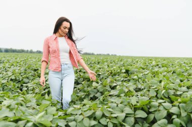 Soya tarlasında yürüyen genç bir çiftçi, bitkilerin büyümesini ve sağlığını kontrol ediyor.