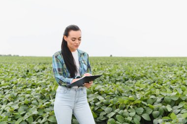Tarım uzmanı soya fasulyesi tarlasını incelerken bir panoya not alıyor. Sağlıklı büyüme ve verimi en üst düzeye çıkarıyor.