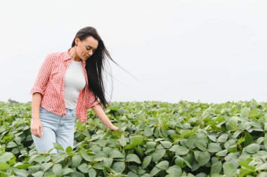 Geniş bir tarlada soya fasulyesi yetiştiren genç bir çiftçi sağlıklı ve verimli bir hasat sağlıyor.