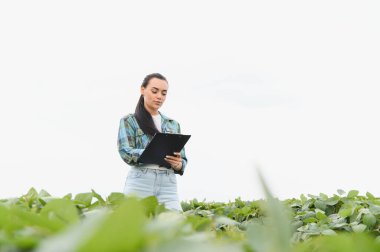 Kadın çiftçi, soya fasulyesi tarlasında ekinleri incelerken panoya notlar yazıyor. Sağlıklı bir büyüme ve başarılı bir hasat planlaması sağlıyor.