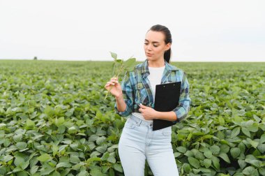 Agronomist elinde bir pano tutuyor ve tarım alanındaki büyüme ve hastalık için soya fasulyesi ekinlerini inceliyor.