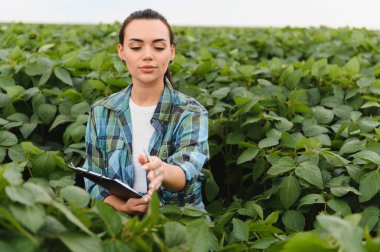Kadın tarım uzmanı soya fasulyesi tarlasını teftiş ediyor, not alıyor ve yapraklara dokunuyor.