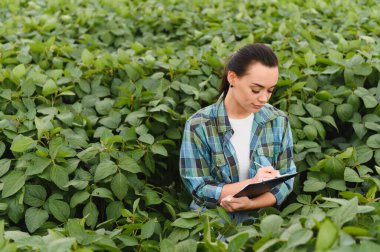 Ekinleri inceleyen ve soya fasulyesi tarlasında not alan kadın tarım mühendisi kalite kontrolü yapıyor.