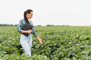 Agronomist bir tarladaki soya bitkilerinin büyümesini inceliyor, veri toplamak için bir pano tutuyor.