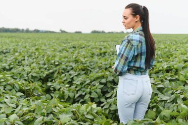 Bereketli bir soya tarlasında yürüyen dişi çiftçi, elinde bir tablet tutarken optimum büyüme için gelişen ürünleri inceleyip analiz ediyor.