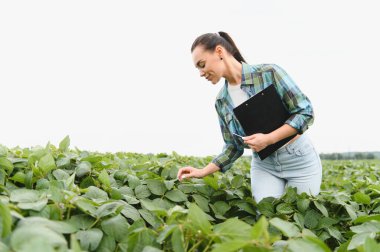 Kadın tarımcı elinde pano ile tarımsal alandaki soya bitkilerini denetliyor, sürdürülebilir tarımın kalite kontrolünü yapıyor.