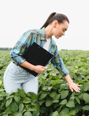 Ekinleri teftiş eden dişi tarım uzmanı, elinde bir pano, tarlada soya fasulyesi yapraklarına dokunuyor.